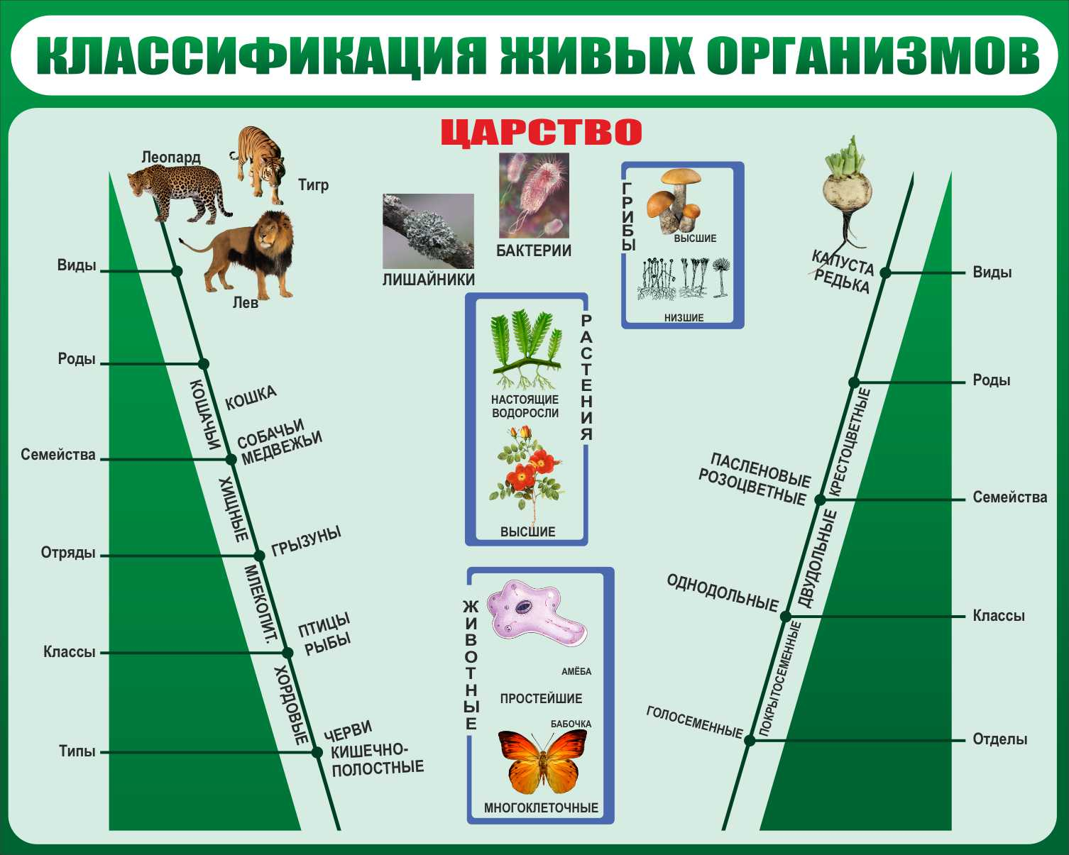 Классификация живых организмов в Тамбове